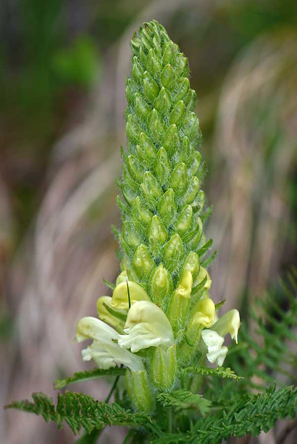 Pedicularis comosa